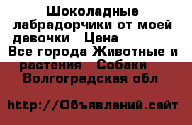 Шоколадные лабрадорчики от моей девочки › Цена ­ 25 000 - Все города Животные и растения » Собаки   . Волгоградская обл.